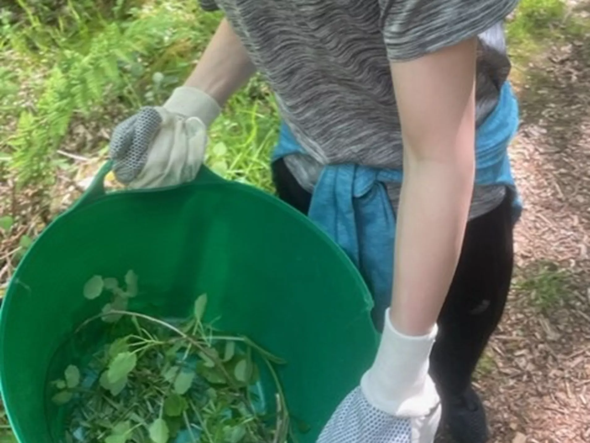 Collecting weeds