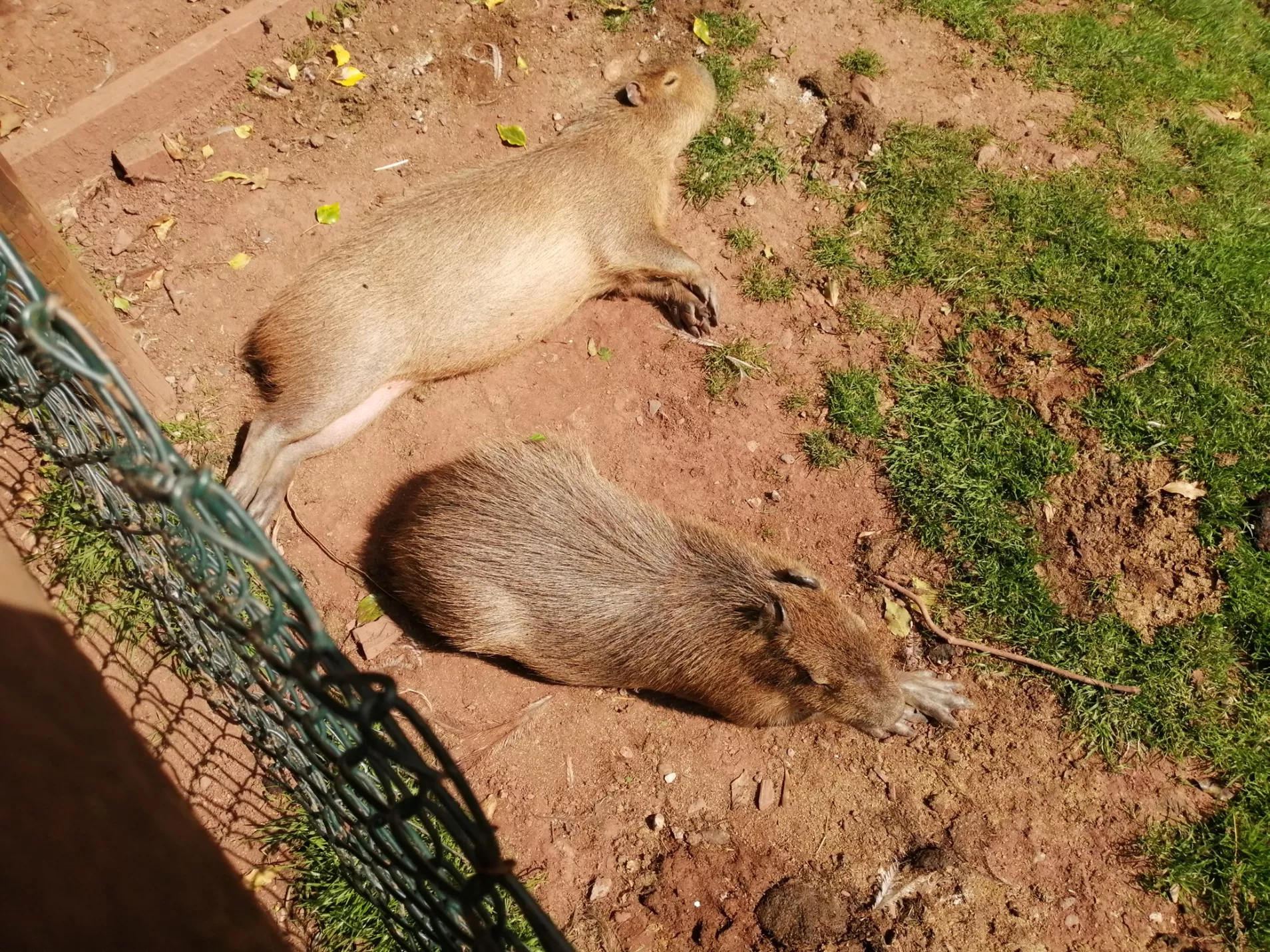 Capybara