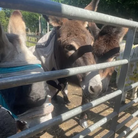 Donkeys