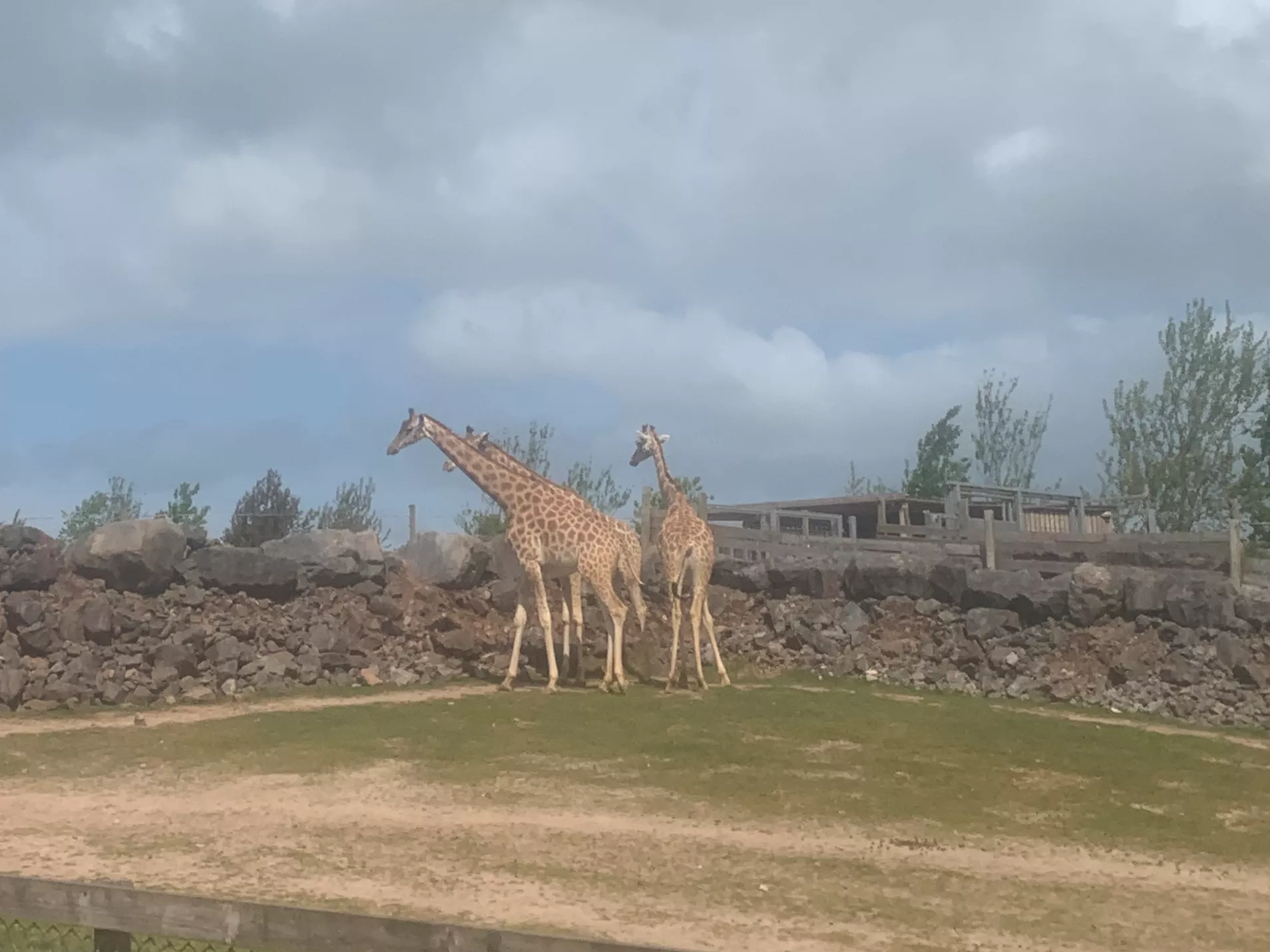 Giraffes