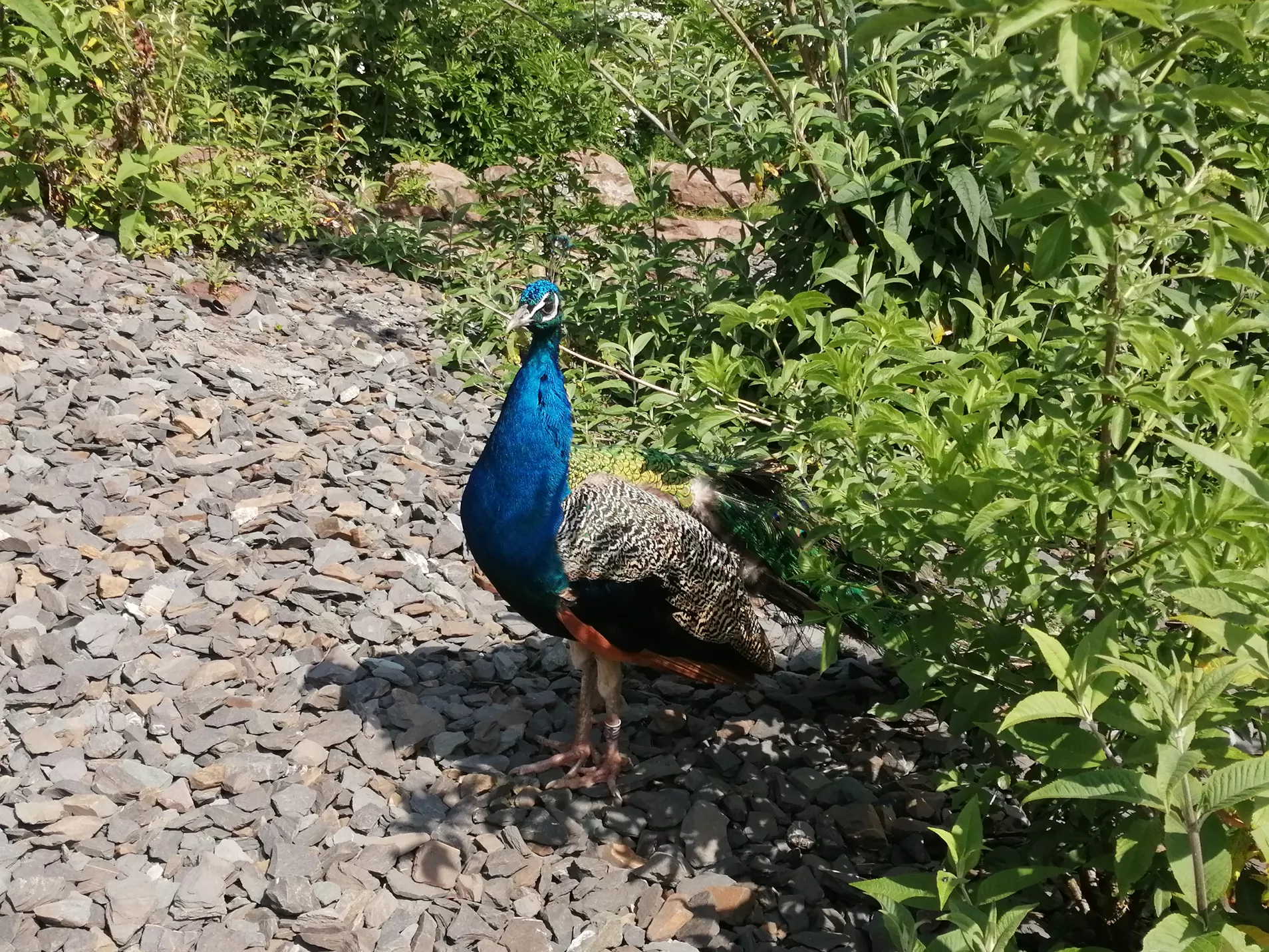 Peacock