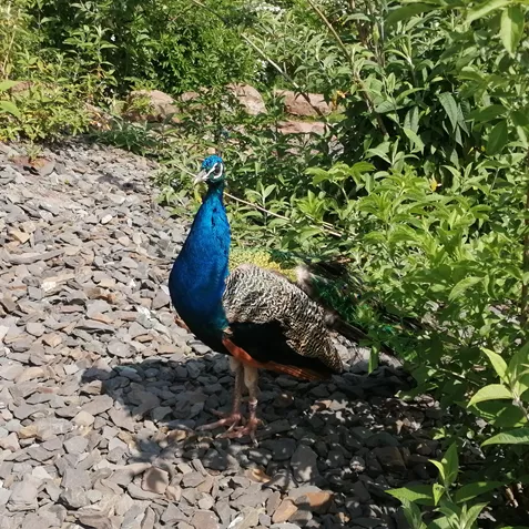 Peacock